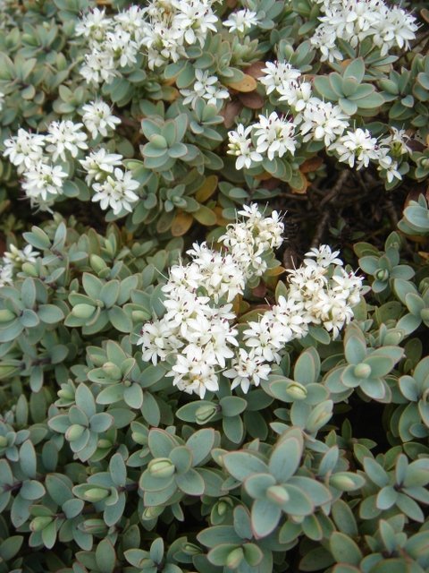 Hebe pinguifolia 'Pagei' (2)